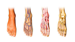 Learn more about foot pain symptoms and prevention. Foot Pain Types Causes Treatment And Prevention