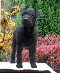 Image result for lakeland teriér