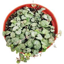 Maybe you would like to learn more about one of these? 6 String Of Hearts Ceropegia Woodii Succulents Box Online