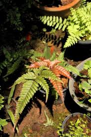 Image result for Pteris similis