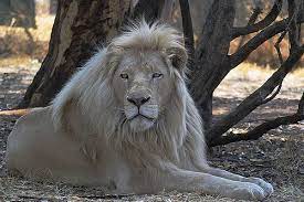 Letsatsi The White Lion Endangered Cat Species Melanistic Lion Melanistic Animals