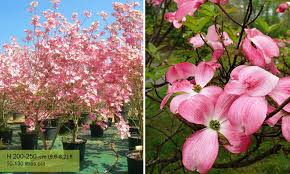 Discover more posts about flowering dogwood. Cornus Florida Rubra Flowering Dogwood Shrub Garden Plants Online