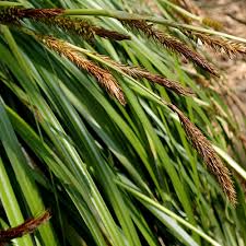 Image result for Carex mannii