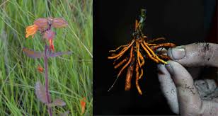 Image result for Micrargeriella aphylla