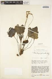 Image result for Plantago palmata