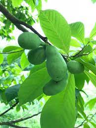 All of the following recommendations are listed as: A Native Carolina Fruit That Tastes Like A Tropical Vacation Carolina Farm Stewardship Association