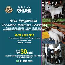 Di samping kebutuhan akan daging kambing yang tinggi, juga sehingga diharapkan pasokan hewan kambing selalu mencukupi kebutuhan secara nasional. Mih Goat Farm Kelas Online Asas Pengurusan Ternakan Kambing Pedaging