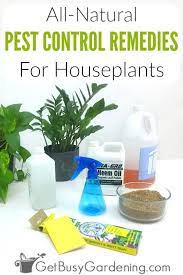 Natural Pest Control For Houseplants Say No To Toxic Pesticides Plant Pests Natural Insecticide Natural Pest Control