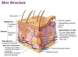 Integumentary System Part 1 Integumentary System Skin Anatomy Subcutaneous Tissue