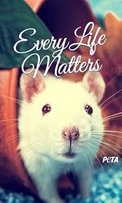 Get Your Free Animal Rights Iphone Wallpaper Peta In 2020 Animals Animal Quotes Animal Rights