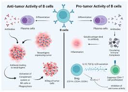 Image result for B-Lymphocyte