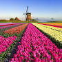 Tulip mania from www.history.com