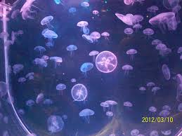 Shedd Aquarium Chicago Il Love The Jellyfish Exhibit Chicago Aquarium Shedd Aquarium Chicago Shedd Aquarium