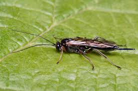 Image result for Pimpinella ledermannii