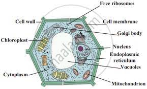 Check spelling or type a new query. Sketch And Describe In Your Own Words The Plant Cell General Science Shaalaa Com