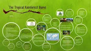 The tropics wrap around the world in a band approximately 4,800 kilometers (3,000 miles) wide between the tropic of capricorn and the tropic of cancer. The Tropical Rainforest Biome By Celeste Tones