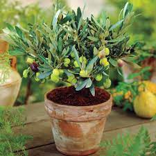 See 524 unbiased reviews of the olive tree, rated 4.5 of 5, and one of 182 waterford restaurants on tripadvisor. Spring Hill Nurseries 3 In Pot Manzillo Olive Tree Olea Live Fruiting Tropical Tree Green Olive Which Ripen Black 1 Pack 66737 The Home Depot