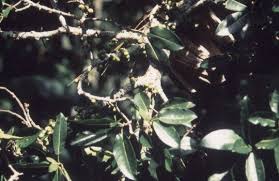 Image result for Ficus chirindensis