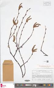 Image result for Dictyophleba ochracea