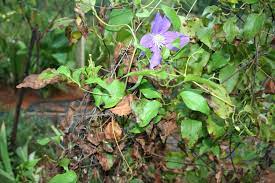 Check spelling or type a new query. Prevent Clematis Wilting What Causes Clematis Wilt