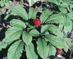 Ginseng is not a particularly hard herb to grow, but it does take some time to learn how to grow ginseng. Growing American Ginseng In Ohio Maintenance Disease Control And Pest Management Ohioline