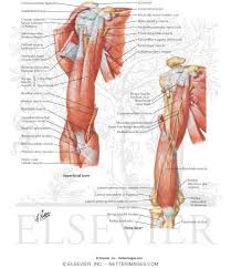 Flexion of the forearm is achieved by a group of three muscles — the brachialis, biceps brachii, and brachioradialis. Arm Muscles With Portions Of Arteries And Nerves Muscles Of Arm Anterior Views