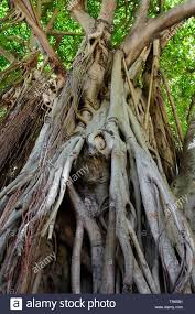 Image result for Moraceae