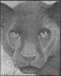 Pin Op Black Panthers Feline Race