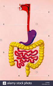 Tiohider Blog Archive Drawing Of Digestive System For Kids Digestive System For Kids Digestive System Human Anatomy Picture