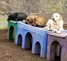 Naptime Lineup Paisley Rogue And Freddy Dogfriends Breaktime Tireddogs Doggiedaycare Dogboarding Funwithdogs Gattini