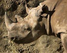 It is an ideal place for playing online free puzzles. Black Rhinoceros Wiktionary