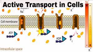 Aug 19, 2019 · active transport is the movement of molecules or ions against a concentration gradient (from an area of lower to higher concentration), which does not ordinarily occur, so enzymes and energy are required. Active Transport In Cells Youtube