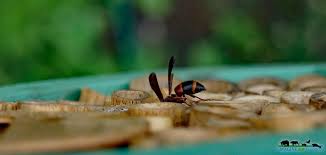 This wasp has been observed attacking several prey species within at least seven families of caterpillars within the order lepidoptera. Red And Black Mason Wasp Imagine Our Florida Inc