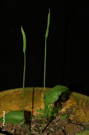 Image result for Ophioglossum reticulatum