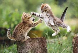 Slideshow 20 Things You Can Learn From Your Pets Cute Animal Pictures Kittens Cutest Cute Animals