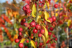Red jewel the red jewel crabapple is a real gem of a plant. Malus Admiration