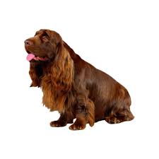 Image result for sussex španěl