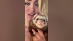 I got a new ferret #shorts
