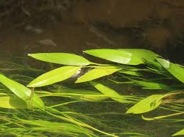 Image result for Potamogeton octandrus
