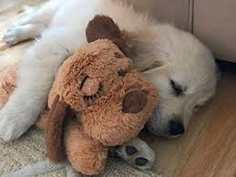 Check spelling or type a new query. Best Puppy Starter Kits In 2021