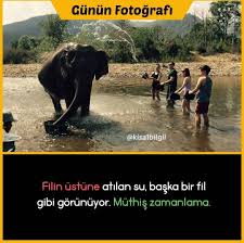 Cerennn Adli Kullanicinin Sscigssitssitssiydutd Panosundaki Pin 2020 Komik Seyler Komik Hayvan Fotograflari Komik Internet Fenomenleri