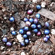Check out our berry marble swirl selection for the very best in unique or custom, handmade pieces from our shops. Pollia Condensata Marble Berry Toptropicals Com