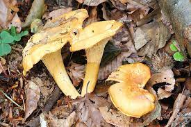 Erstellt am 11 januar 2007. Pilze Sammeln Nabu Niedersachsen