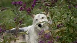 Howl Night: Pollinator Week