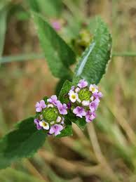 Image result for Lantana rugosa