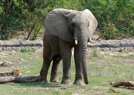 National Zoological Park Of Delhi New Delhi Tickets Tours Book Now
