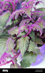 Image result for Gynura