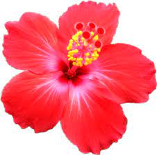 Bunga bunga is a phrase of uncertain origin and various meanings that dates from 1910, and a name for an area of australia dating from 1852. Bunga Raya Collection Home Facebook