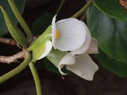 Image result for Begonia ampla