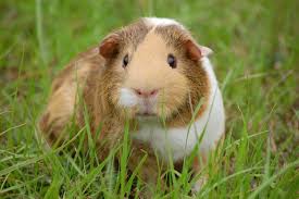 Tips for how to diy a guinea pig cage or make a c&c guinea pig cage with corrugated plastic flooring. Diy Guinea Pig Cage Ideas For Your Adorable Cavies Diy Projects